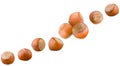 Set of whole hazelnuts flying in air isolated on white background. Ripe hazelnut seeds set. Healthy fat snack, dieting and sport Royalty Free Stock Photo