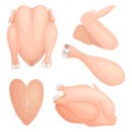 Leg, wing, fillet and whole chicken. Vector illustration. A cut bird in different angles close-up