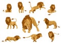 set of wild african lions editable vector illustration