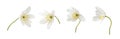 Set of wild anemome flowers isolated