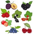 Set wild berries and fruit vector illustration