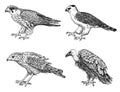Set of wild birds. Goshawk, Griffon vulture, Pallid harrier, Black kite and eagle. Hand drawn vector sketch in engraved