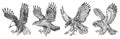 Set of wild birds. Goshawk, Pallid harrier, Black kite, Owl and eagle. Hand drawn vector sketch in engraved graphic