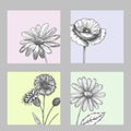 Set of wild, black and white field flowers - poppy, chamomile, cornflower, daisy, sketch vector illustration