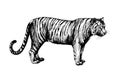 Set wild cats illustration, tiger