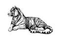 Set wild cats illustration, tiger