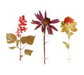 Set of wild dry pressed flowers and leaves Royalty Free Stock Photo