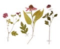 Set of wild dry pressed flowers and leaves Royalty Free Stock Photo