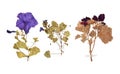 Set of wild dry pressed flowers and leaves Royalty Free Stock Photo