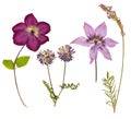 Set of wild dry pressed flowers and leaves