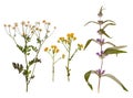 Set of wild dry pressed flowers and leaves