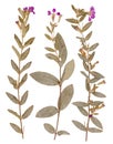 Set of wild dry pressed flowers and leaves