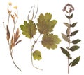 Set of wild dry pressed flowers and leaves Royalty Free Stock Photo