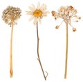 Set of wild dry pressed flowers and leaves Royalty Free Stock Photo