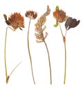 Set of wild dry pressed flowers and leaves Royalty Free Stock Photo