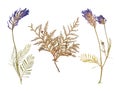 Set of wild dry pressed flowers and leaves