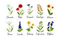 Set of wild field flowers with names isolate on white background. Colorful vector illustration Royalty Free Stock Photo