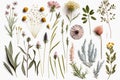 Set of wild flowers, flowering grass, natural field plants, color floral elements, flat lay