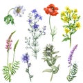 Set of Wild Flowers