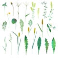 Set with wild flowers, herbs, grasses. Watercolor hand drawn botanical illustration