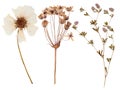 Set of wild flowers pressed Royalty Free Stock Photo
