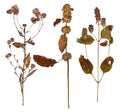 Set of wild flowers pressed