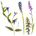 Set of wild flowers pressed Royalty Free Stock Photo