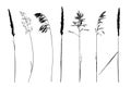 Set of wild herbs silhouettes.
