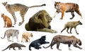 Set of wild mammals isolated over white Royalty Free Stock Photo