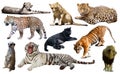 Set of wild mammals isolated over white Royalty Free Stock Photo