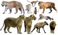 Set of wild mammals isolated over white Royalty Free Stock Photo