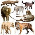 Set of wild mammals isolated over white background