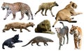 Set of wild mammals isolated over white Royalty Free Stock Photo