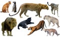 Set of wild mammals isolated over white Royalty Free Stock Photo