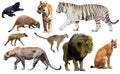 Set of wild mammals isolated over white Royalty Free Stock Photo