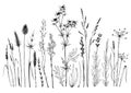 Set of wild meadow herbs and flowers.
