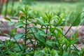 Set of wild mint herbs