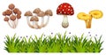 Set of wild mushroom