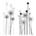 Set of wild plants, poppies and dandelions - vector illustration Royalty Free Stock Photo