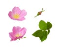 Set of wild rose flowers, buds and leaves isolated Royalty Free Stock Photo