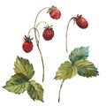 Set of wild Strawberries watercolor. Hand-drawn watercolour illustration. Fresh red berries. Green leaves, brunch Royalty Free Stock Photo