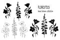 Set of wildflowers. Botanical illustration. Hand drawn vector drawing. Decorative elements for spring and summer design Royalty Free Stock Photo
