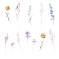 Set of wildflowers. Hand draw watercolor illustration.