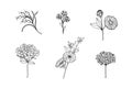 Set of wildflowers and herbs chicory, calendula, yarrow, saponaria contour drawing on a white background.