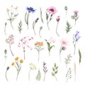 Set with wildflowers - poppy, cornflower, blue bell, white and yellow daisy and other herbs. Watercolor hand drawn illustrations Royalty Free Stock Photo