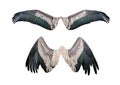 Set of wing Royalty Free Stock Photo