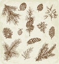 Set of winter evergreen plants