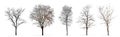 Set Of Winter Trees Without Leaves Isolated On White
