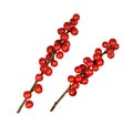 Set of Winterberry Holly Ilex verticillata twigs with red berries isolated Royalty Free Stock Photo