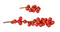 Set of Winterberry Holly Ilex verticillata twigs with red berries isolated Royalty Free Stock Photo